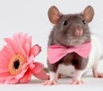 White and gray rat wearing pink bow tie next to pink flower