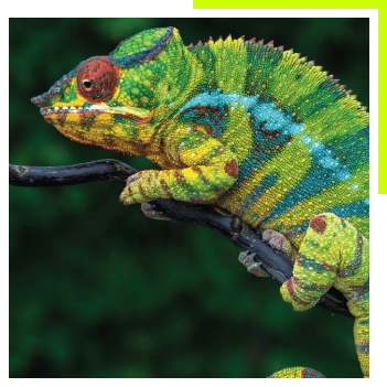 chameleon photo